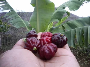 CEDASB - Centro de Convivência e Desenvolvimento Agroecológico do Sudoeste da Bahia