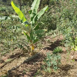 Sítio Cachoeirinha