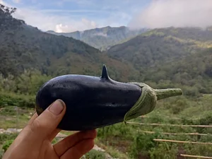 Permaculture à L'Ortu Muntagnolu