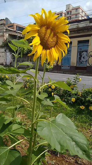 Girasol na Cidade