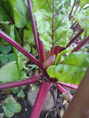 Permaculture à L'Ortu Muntagnolu