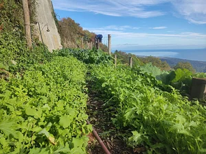 Permaculture à L'Ortu Muntagnolu