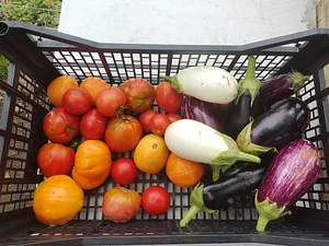 Permaculture à L'Ortu Muntagnolu