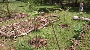 Horta Comunitária - Agrofloresta