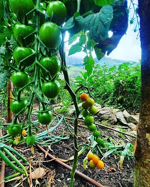 Permaculture à L'Ortu Muntagnolu