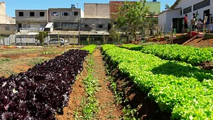 Horta Comunitária do Guará