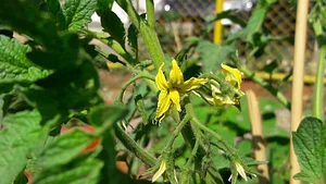 Horta Comunitária do Guará