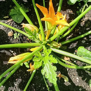 Permaculture à L'Ortu Muntagnolu