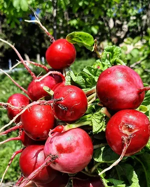 Permaculture à L'Ortu Muntagnolu