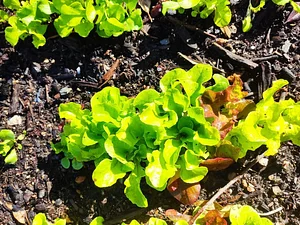 Permaculture à L'Ortu Muntagnolu