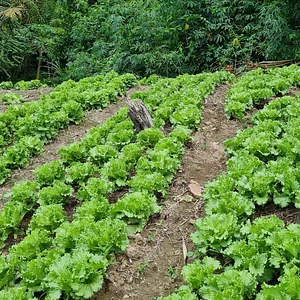 Permaculture at Farm Iley Harvesters