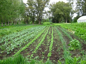 Cultivo intercalado