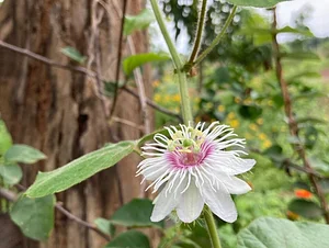 Wild passion fruit flower