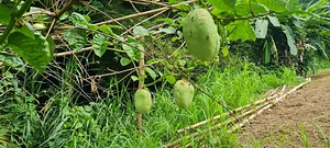 Permaculture at Farm Iley Harvesters