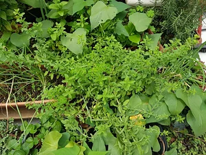 Oregano