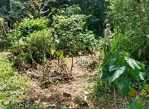 Projeto Familiar Besouro Criollo