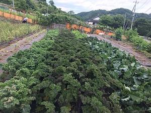 Kasamatsu Farms