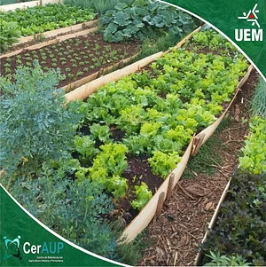 Produção agroecológica de hortaliças.