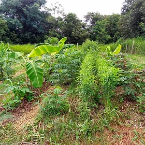 SAF