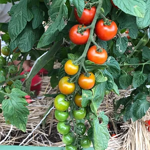 Kasamatsu Farms