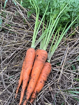 Kasamatsu Farms