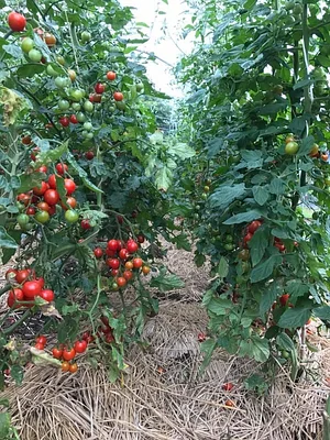 Kasamatsu Farms
