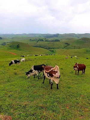 Elvekas Regenerative Agroecology