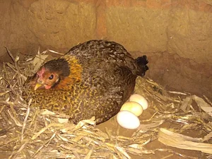 Elvekas Poultry