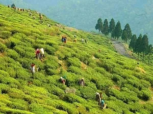 Elvekas Tea Farm Harvested