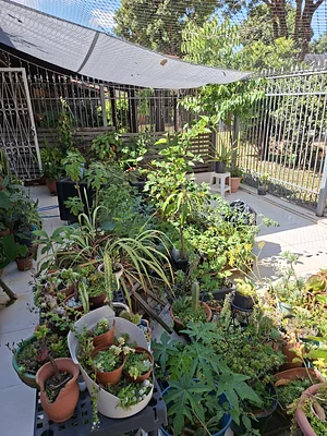 Our little garden