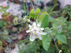 Passion fruit flower (from the cerrado)
