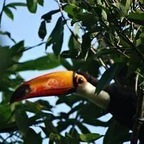 Plantadores de Água 4