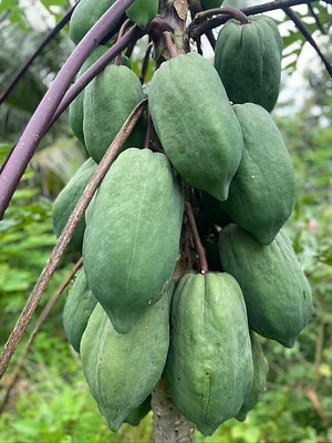 Maya Mountain Research Farm
