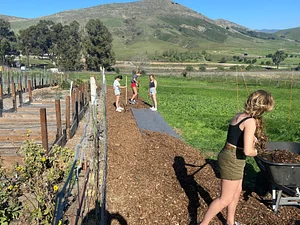 Mulching and planting hedgerows