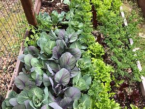 Economic and ecological evaluation of vegetable intercrops