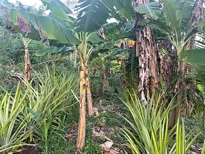 Maya Mountain Research Farm