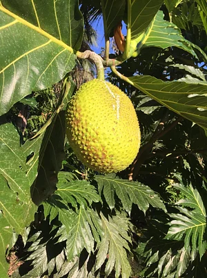 Maya Mountain Research Farm