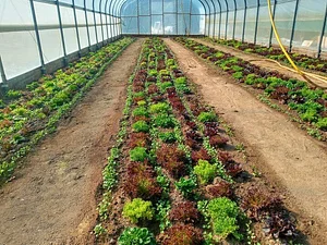 Strong Roots Organic Farm