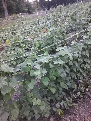 Strong Roots Organic Farm