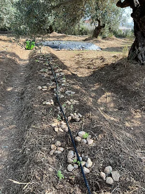 Thyme and rosemary plantations among the olives