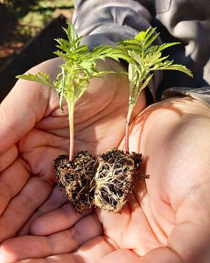Instituto Superior Multiversidad Popular. - Tècnicatura Superior En Agroecología