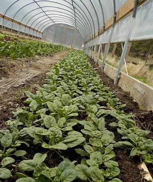 Strong Roots Organic Farm