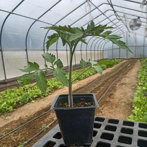Strong Roots Organic Farm