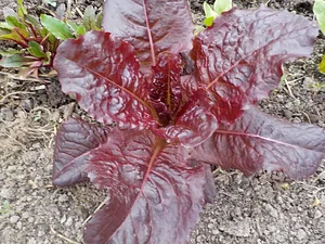 Strong Roots Organic Farm