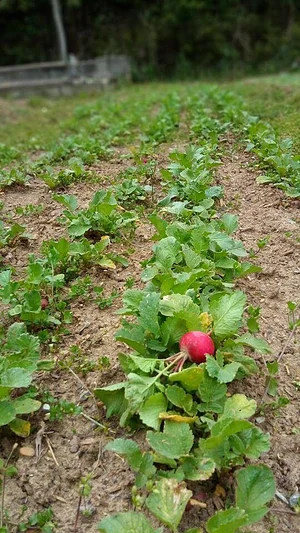 Strong Roots Organic Farm