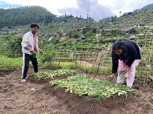 Kitchen Garden, Agroforestry, Tree plantation, Nursery management, Organic Cultivation, Promote and conservation of endangered species.