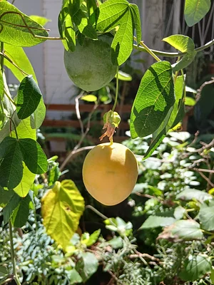 Another harvest is approaching. Passion fruit from the cerrado