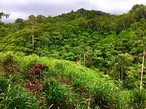 reforest and protect