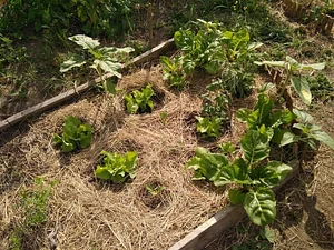 Collective Garden Project