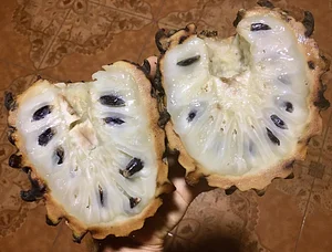 Rollinia